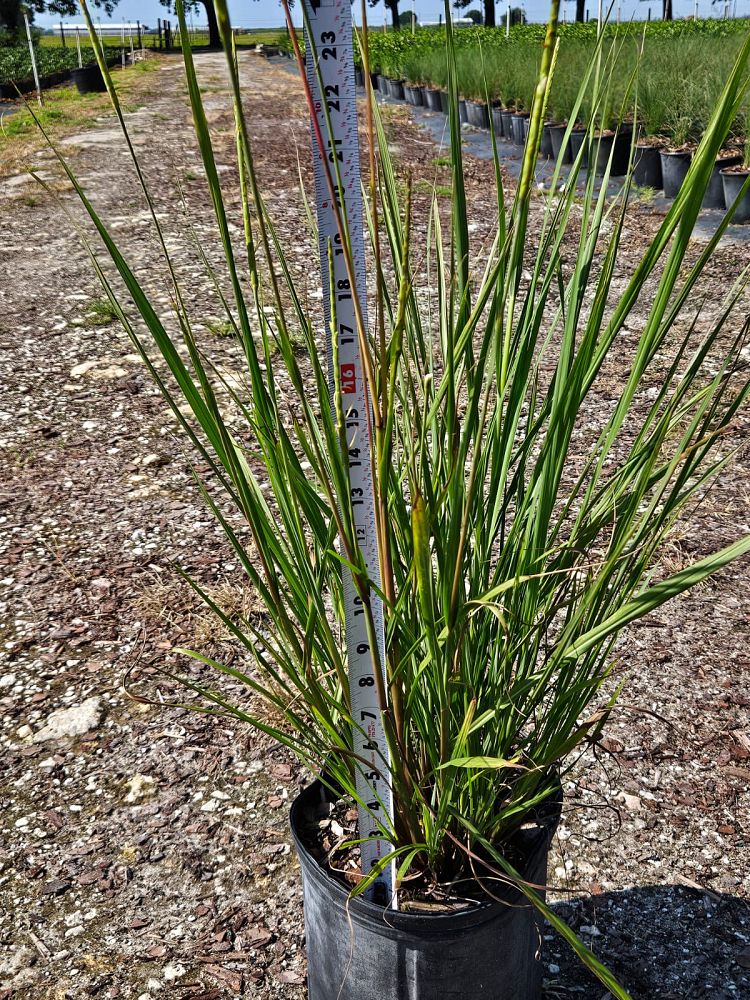tripsacum-floridana-florida-gama-grass-dwarf-fakahatchee