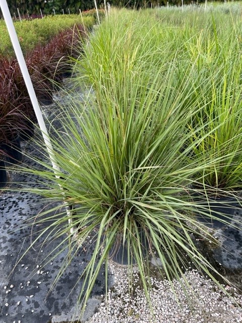 tripsacum-floridana-florida-gama-grass-dwarf-fakahatchee