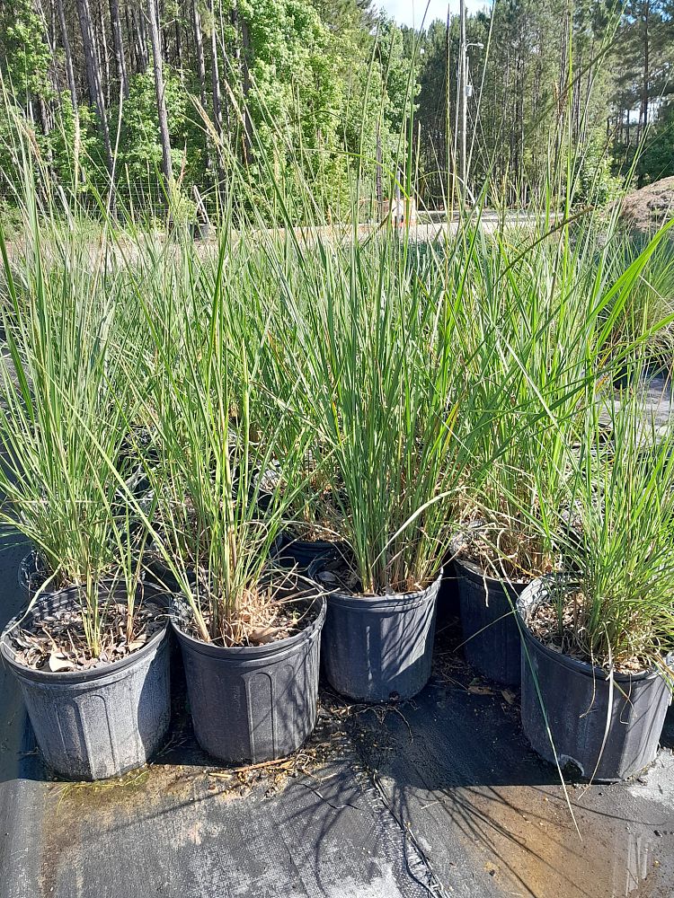 tripsacum-floridana-florida-gama-grass-dwarf-fakahatchee