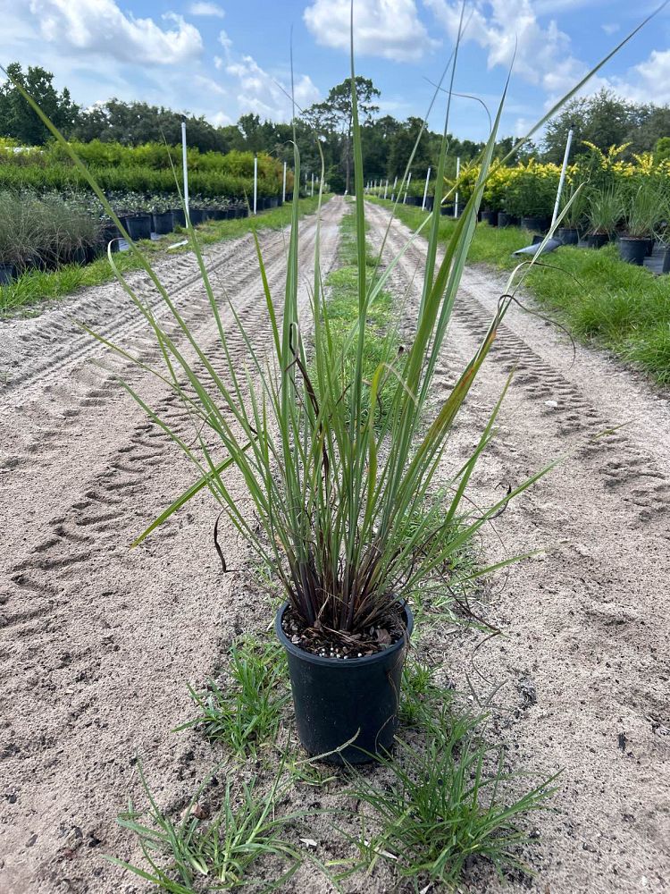 tripsacum-floridana-florida-gama-grass-dwarf-fakahatchee