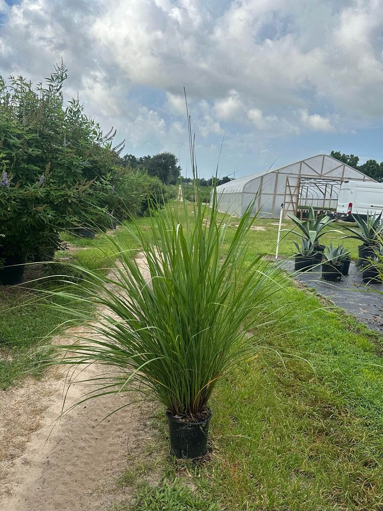 tripsacum-floridana-florida-gama-grass-dwarf-fakahatchee