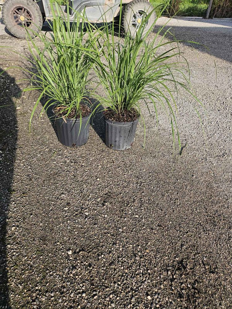 tripsacum-floridana-florida-gama-grass-dwarf-fakahatchee