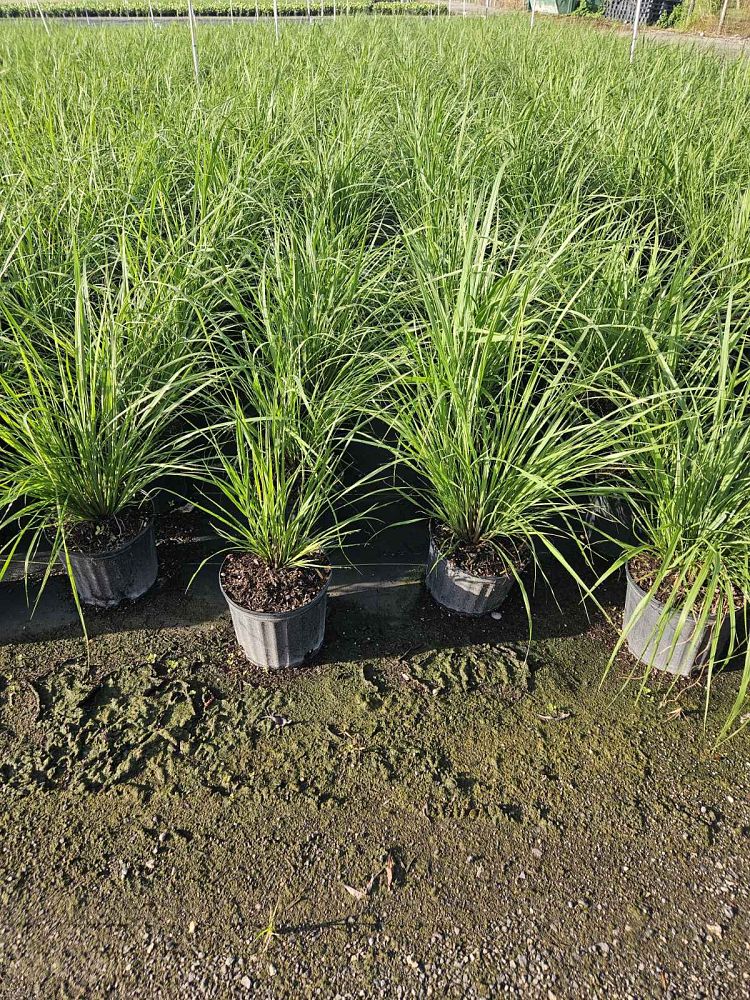 tripsacum-floridana-florida-gama-grass-dwarf-fakahatchee
