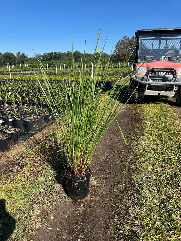 tripsacum-floridana-florida-gama-grass-dwarf-fakahatchee