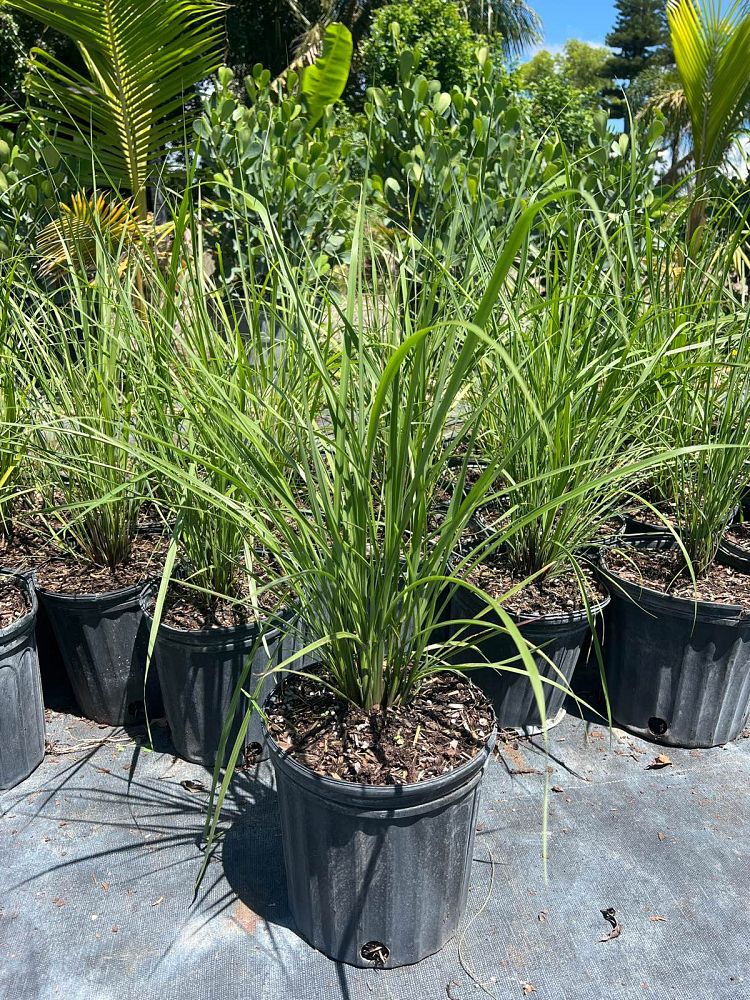tripsacum-floridana-florida-gama-grass-dwarf-fakahatchee