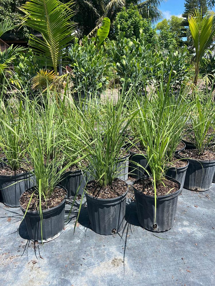 tripsacum-floridana-florida-gama-grass-dwarf-fakahatchee