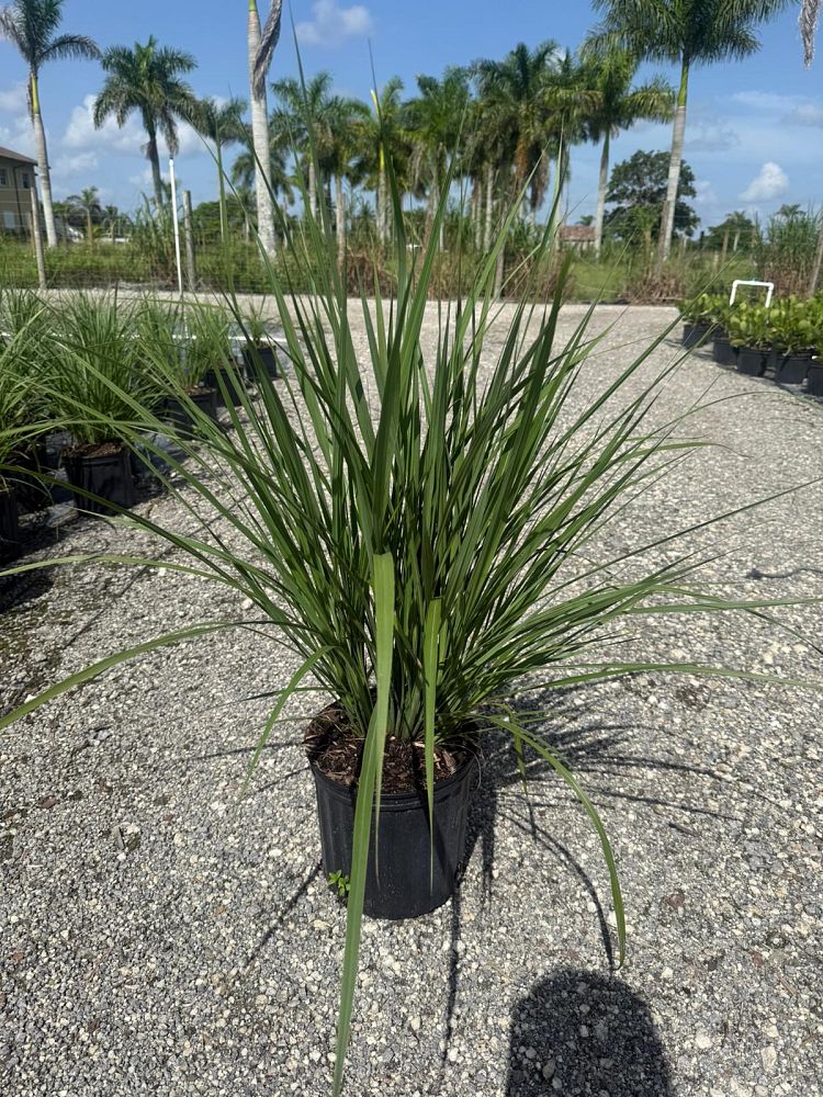 tripsacum-floridana-florida-gama-grass-dwarf-fakahatchee