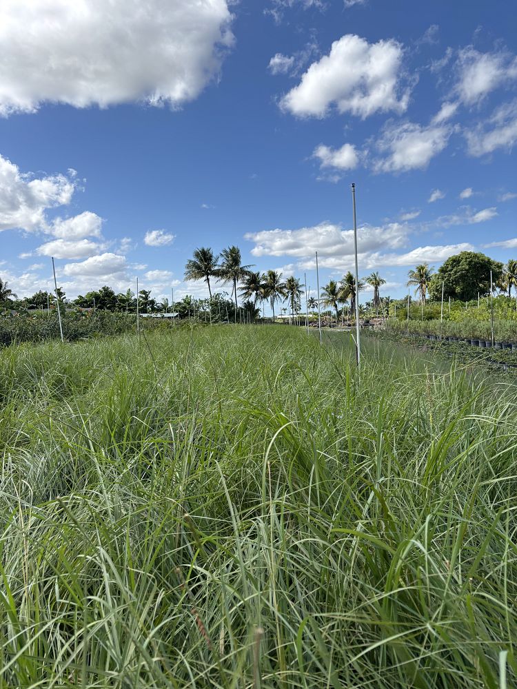 tripsacum-floridana-florida-gama-grass-dwarf-fakahatchee