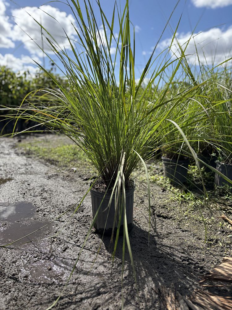 tripsacum-floridana-florida-gama-grass-dwarf-fakahatchee