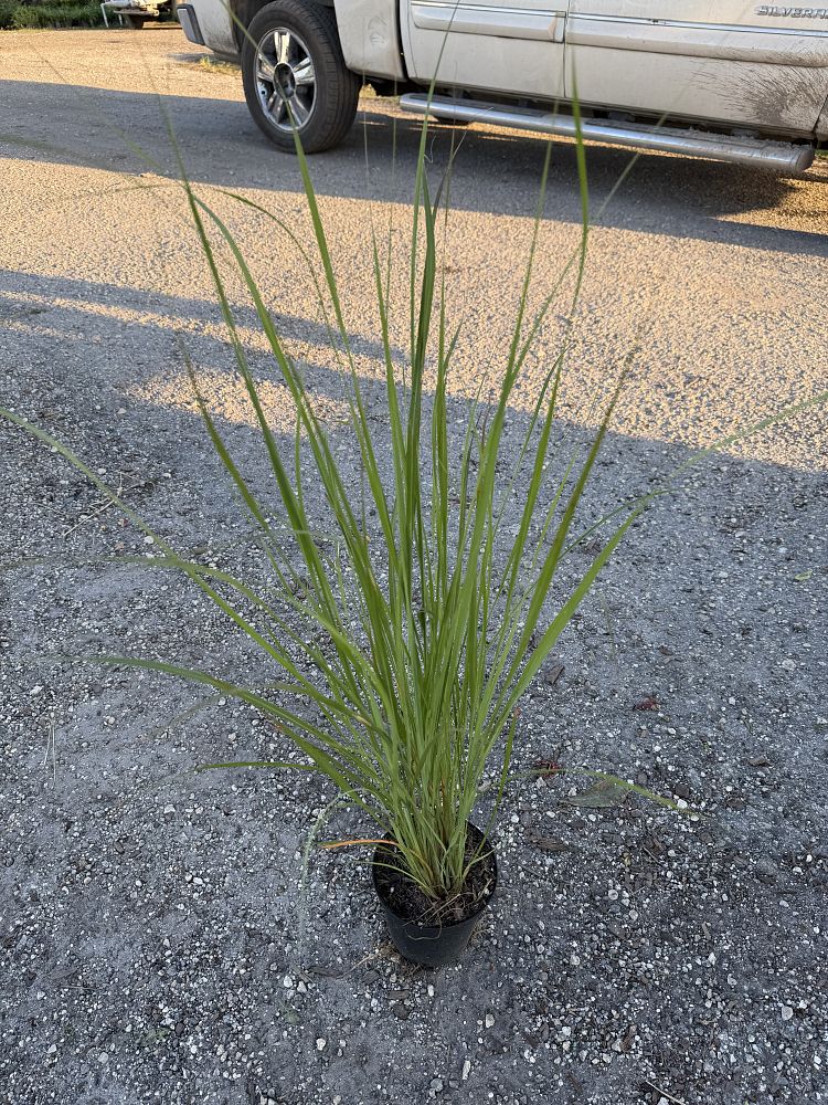 tripsacum-floridana-florida-gama-grass-dwarf-fakahatchee