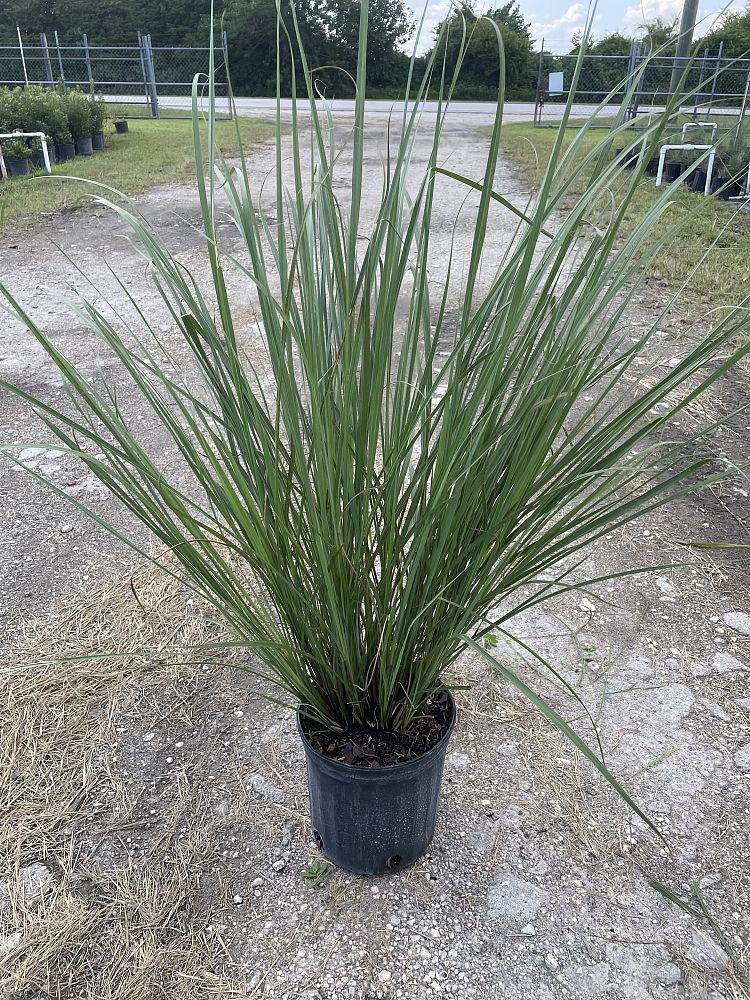 tripsacum-floridana-florida-gama-grass-dwarf-fakahatchee