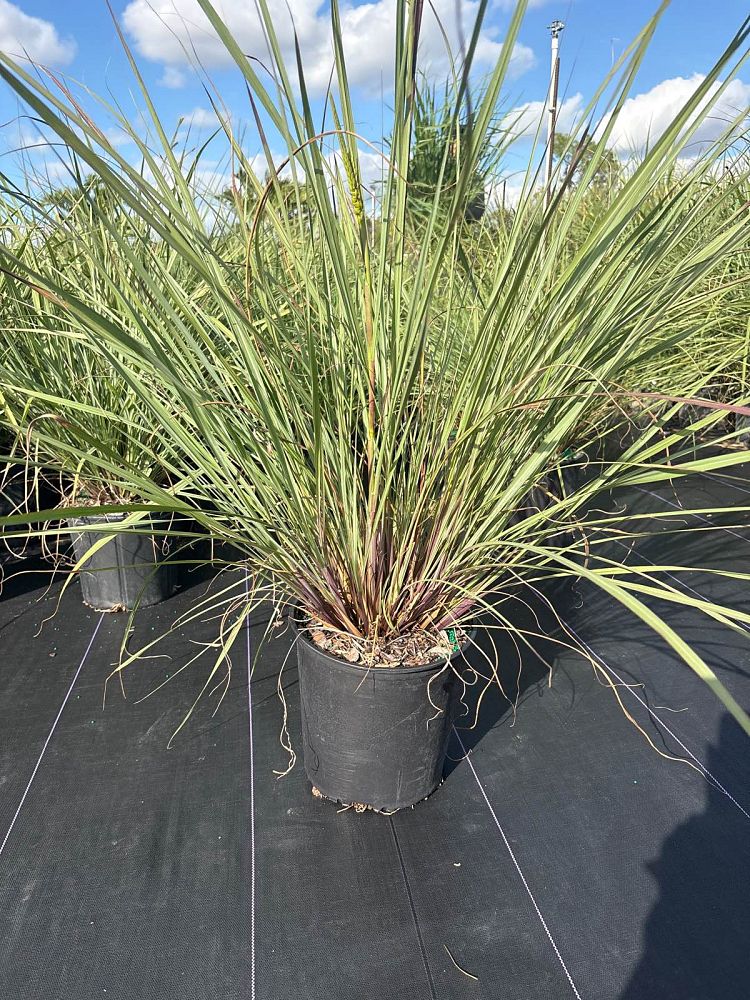 tripsacum-floridana-florida-gama-grass-dwarf-fakahatchee