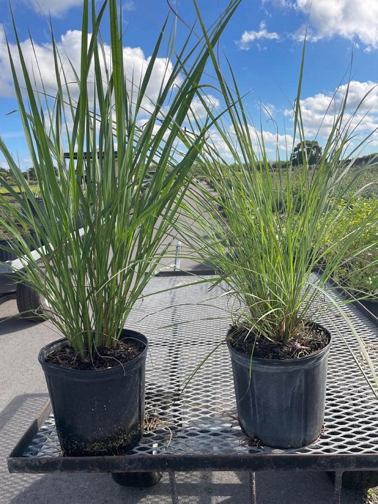 tripsacum-floridana-florida-gama-grass-dwarf-fakahatchee