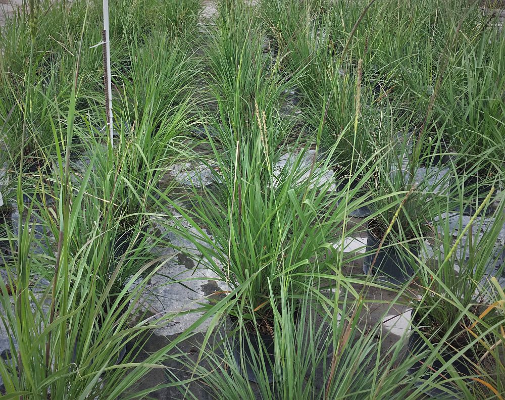 tripsacum-floridanum-florida-gama-grass-florida-mock-gamagrass-florida-tripsacum-florida-mock-gamagrass