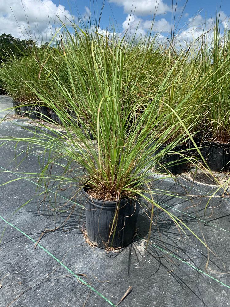 tripsacum-floridanum-florida-gama-grass-florida-mock-gamagrass-florida-tripsacum-florida-mock-gamagrass