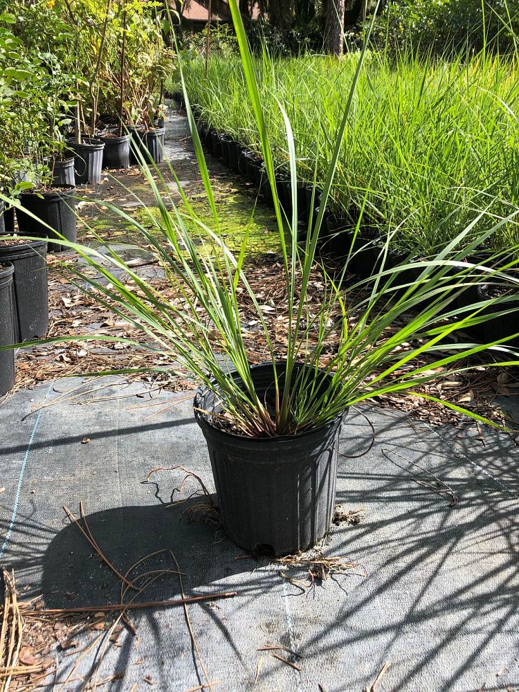 tripsacum-floridanum-florida-gama-grass-florida-mock-gamagrass-florida-tripsacum-florida-mock-gamagrass