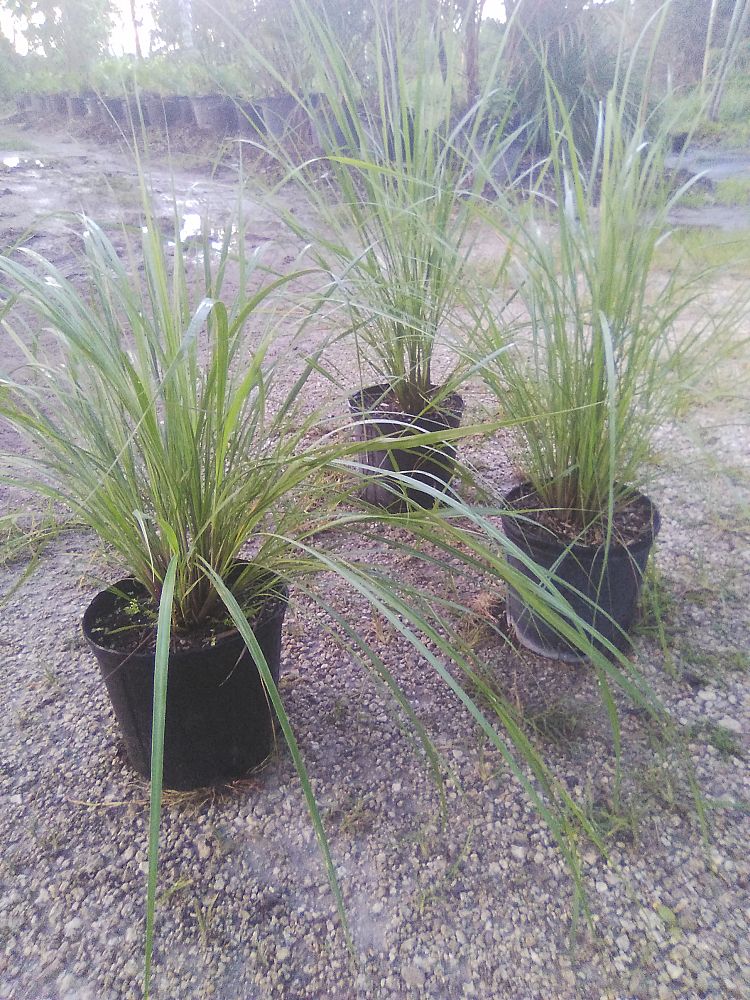 tripsacum-floridanum-florida-gama-grass-florida-mock-gamagrass-florida-tripsacum-florida-mock-gamagrass