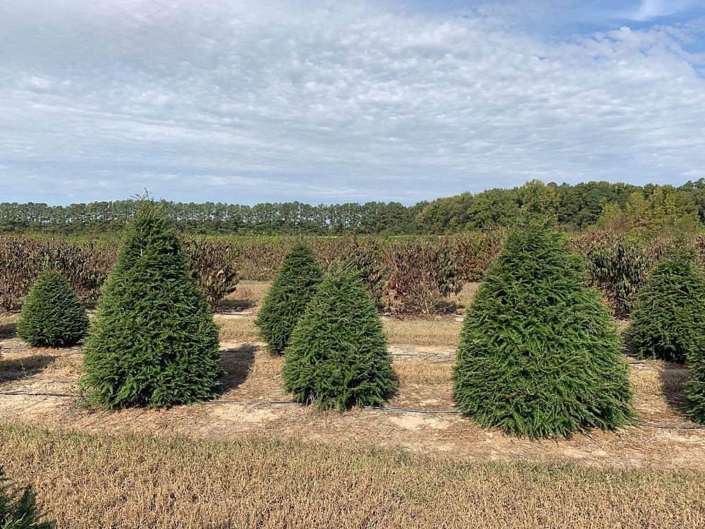 tsuga-canadensis-canadian-hemlock