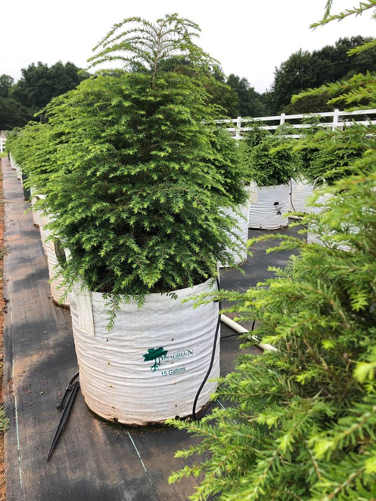 tsuga-canadensis-canadian-hemlock
