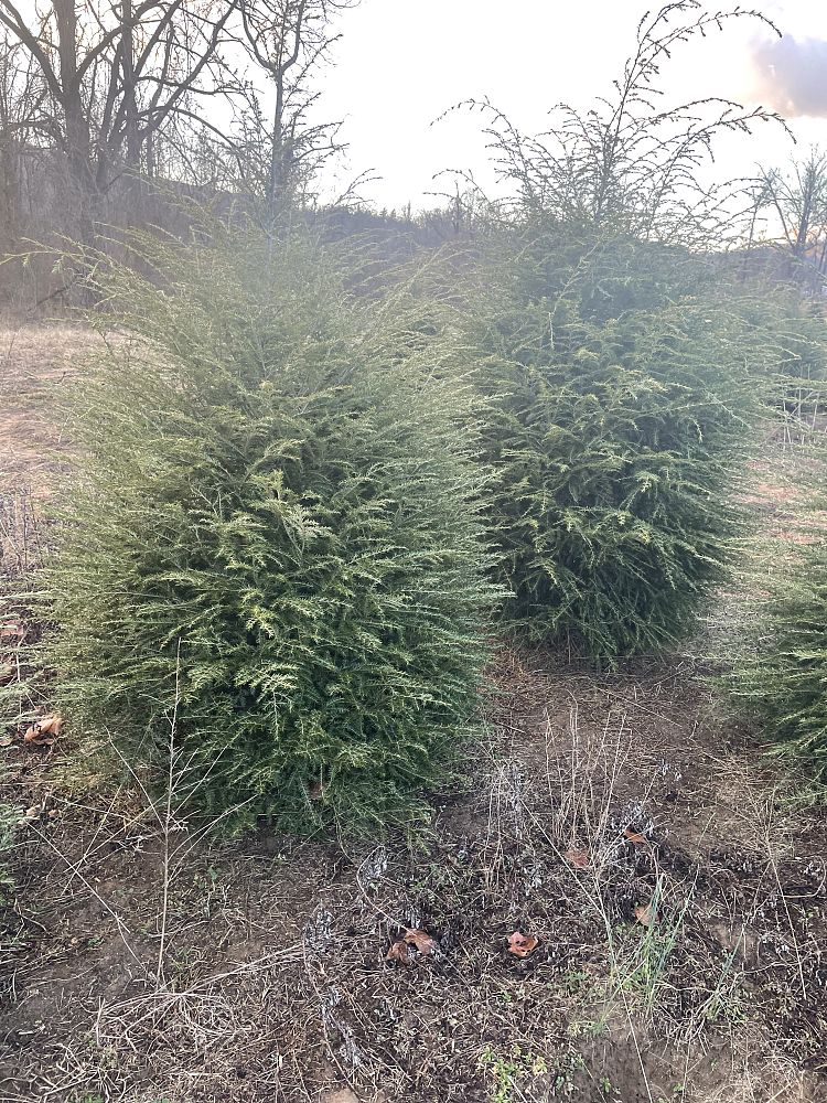 tsuga-canadensis-canadian-hemlock