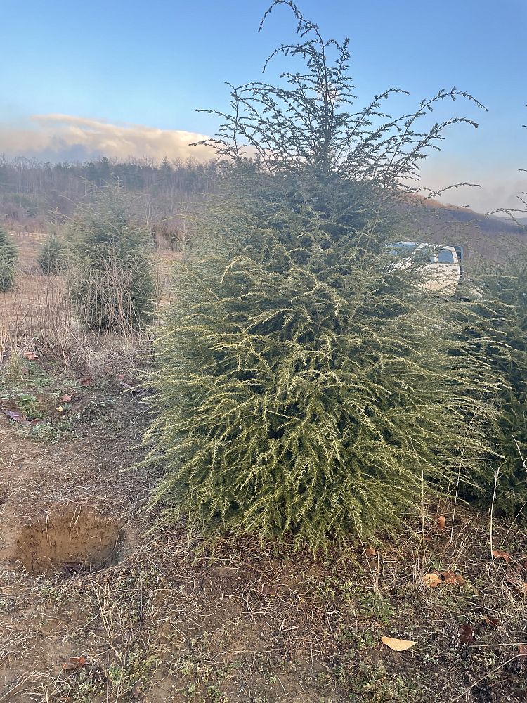 tsuga-canadensis-canadian-hemlock