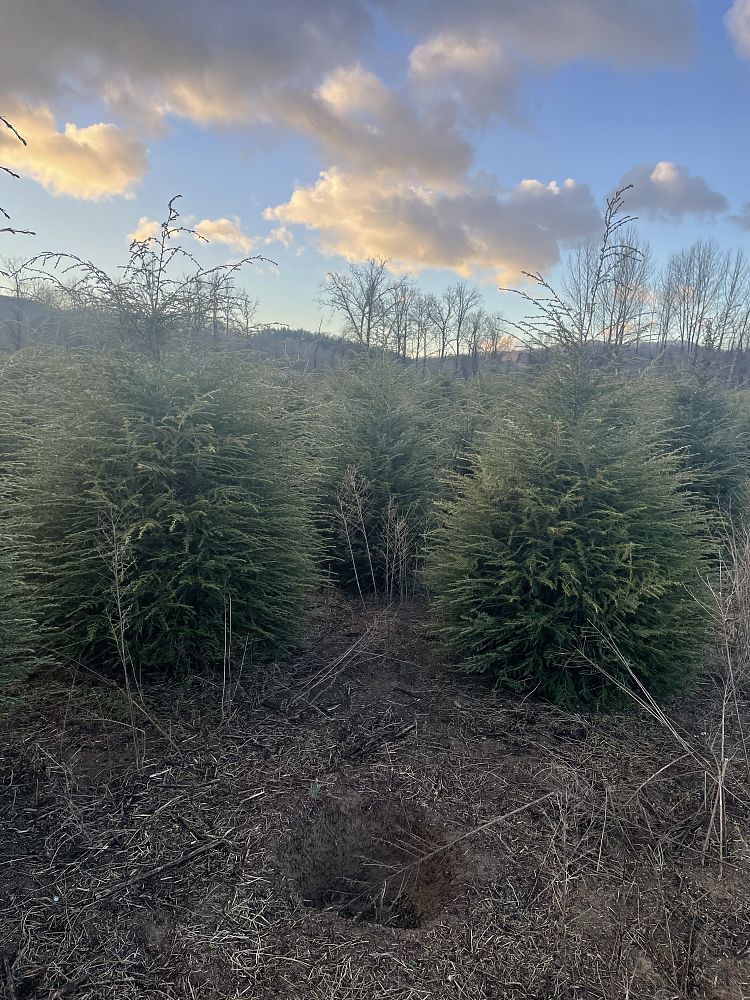 tsuga-canadensis-canadian-hemlock