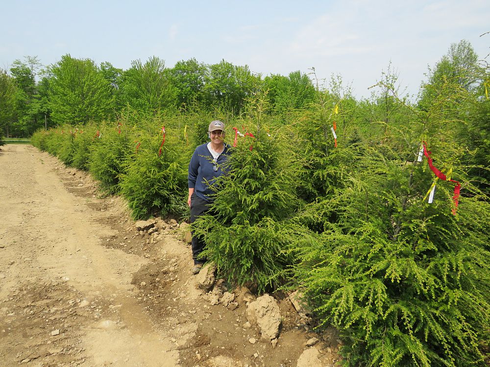 tsuga-canadensis-canadian-hemlock
