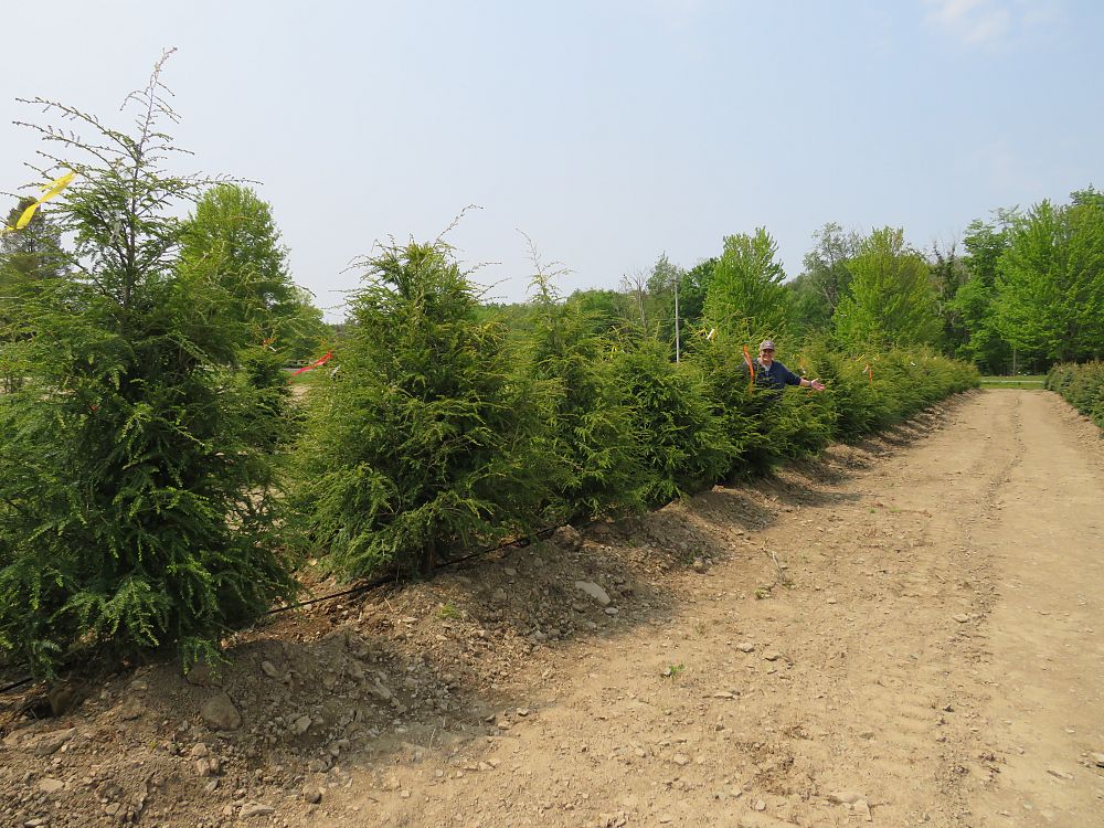 tsuga-canadensis-canadian-hemlock