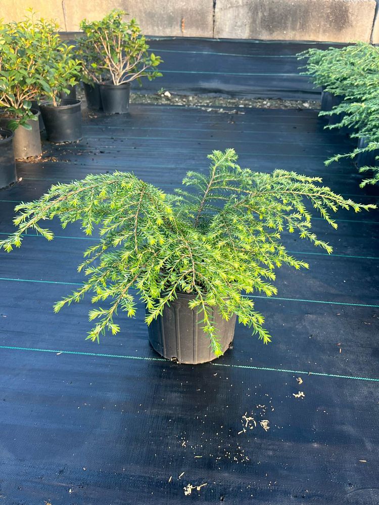 tsuga-canadensis-canadian-hemlock