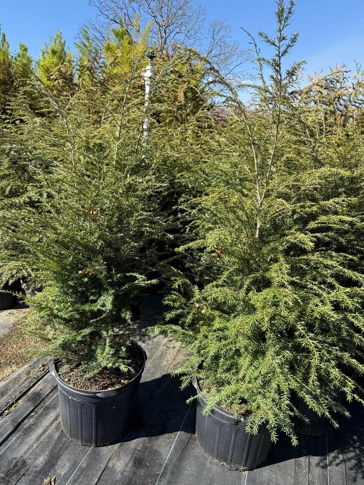 tsuga-canadensis-canadian-hemlock