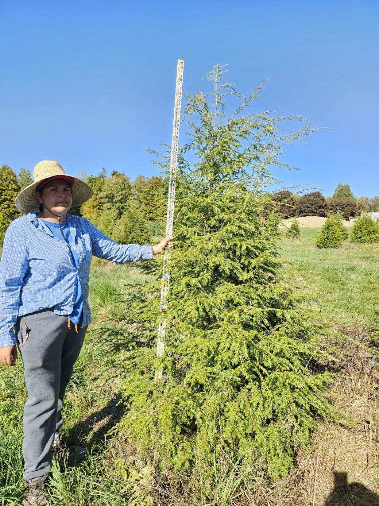 tsuga-canadensis-canadian-hemlock