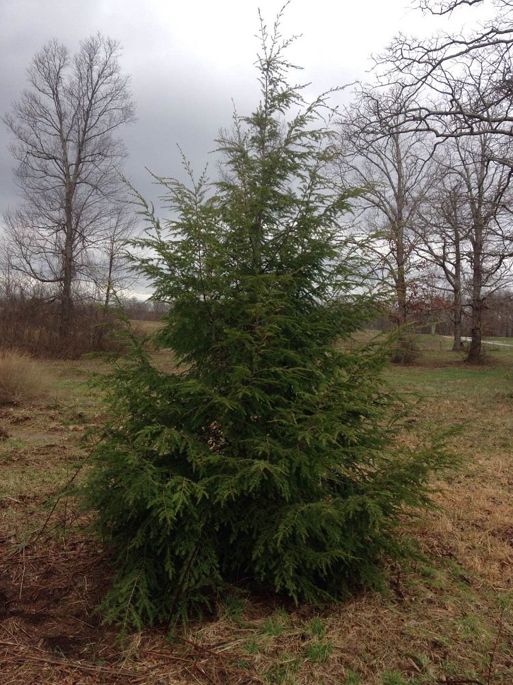 tsuga-hemlock