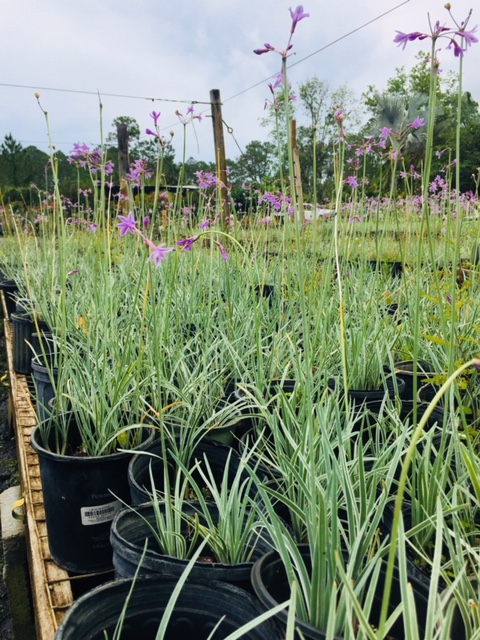 tulbaghia-violacea-pertaylor-variegated-society-garlic