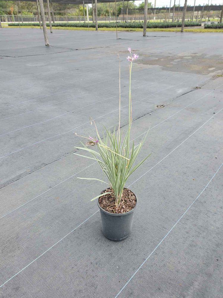 tulbaghia-violacea-pertaylor-variegated-society-garlic