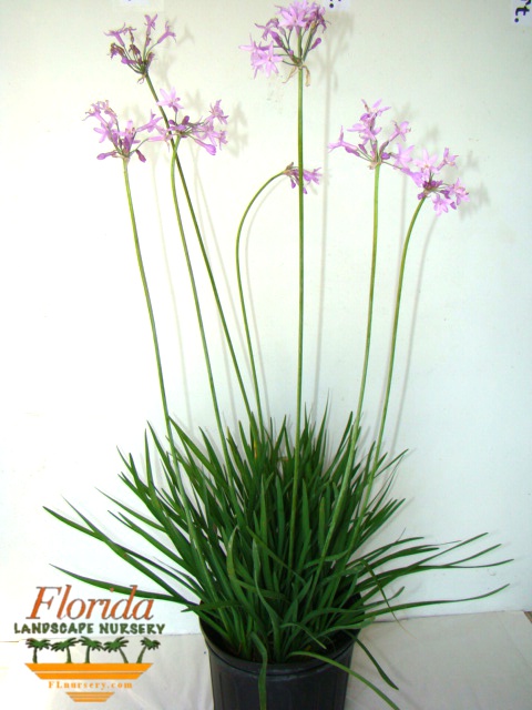 Florida Landscape Nursery | plantANT.com