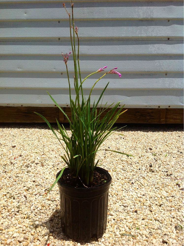 tulbaghia-violacea-society-garlic