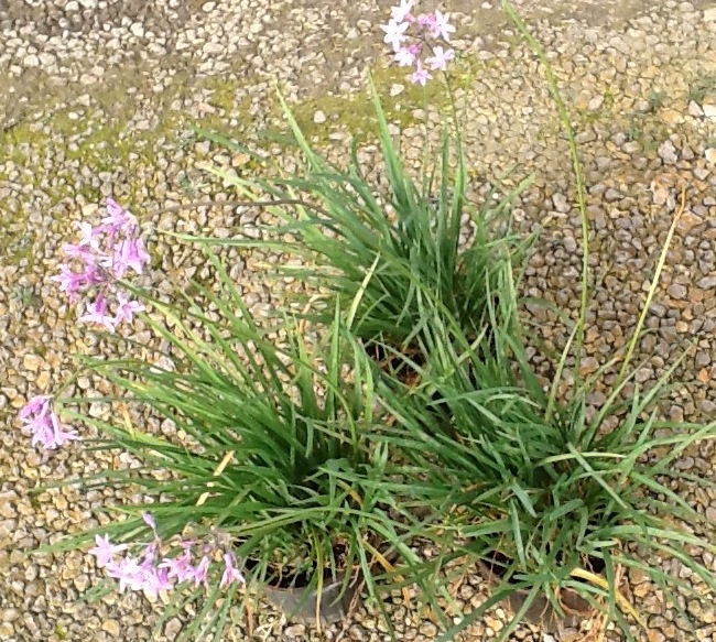 tulbaghia-violacea-society-garlic