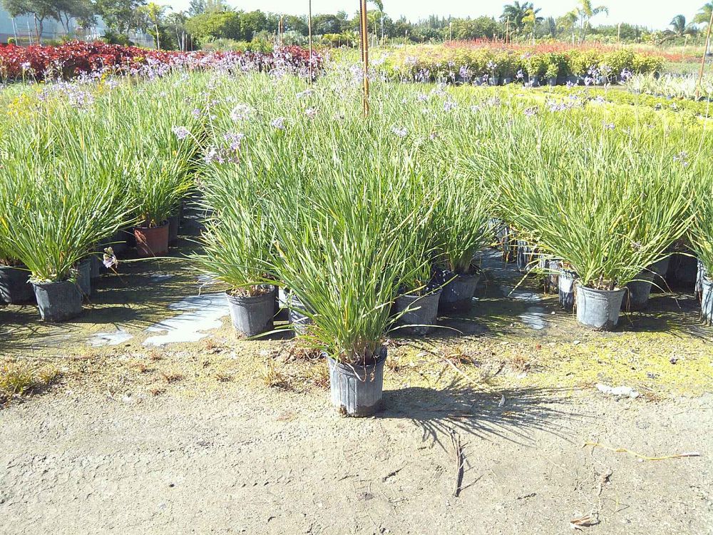 tulbaghia-violacea-society-garlic