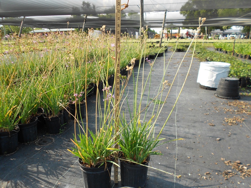 tulbaghia-violacea-society-garlic
