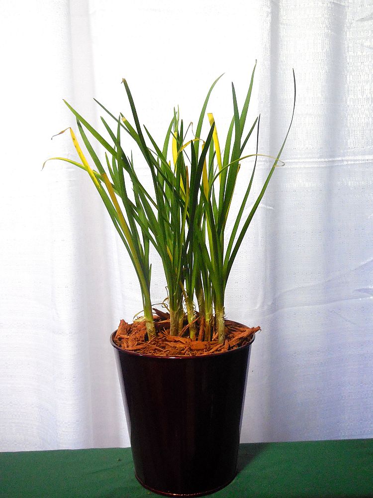 tulbaghia-violacea-society-garlic
