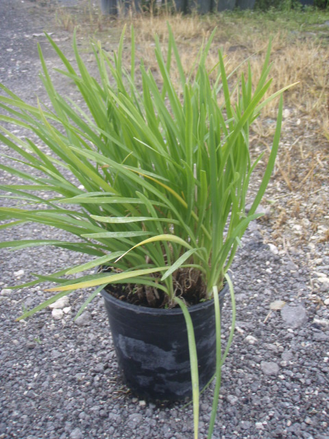 tulbaghia-violacea-society-garlic