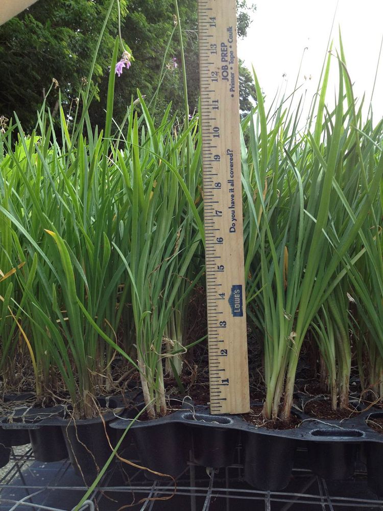 tulbaghia-violacea-society-garlic