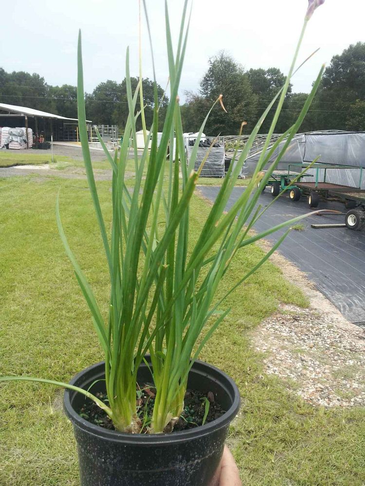 tulbaghia-violacea-society-garlic