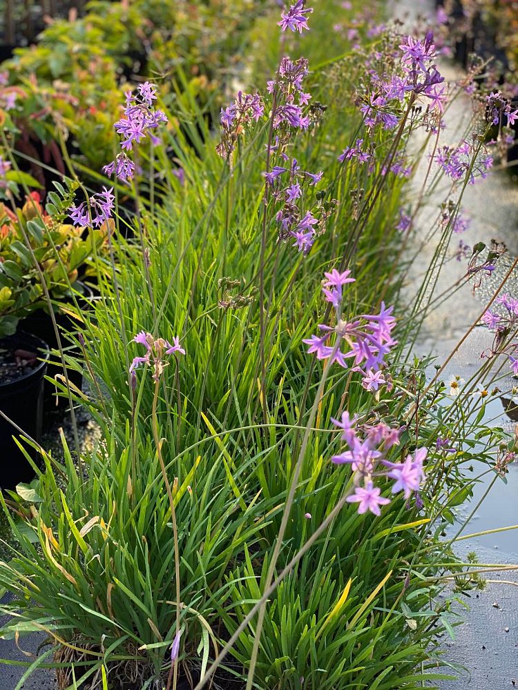 tulbaghia-violacea-society-garlic