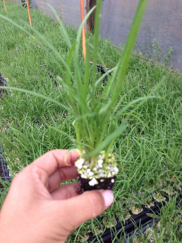 tulbaghia-violacea-society-garlic