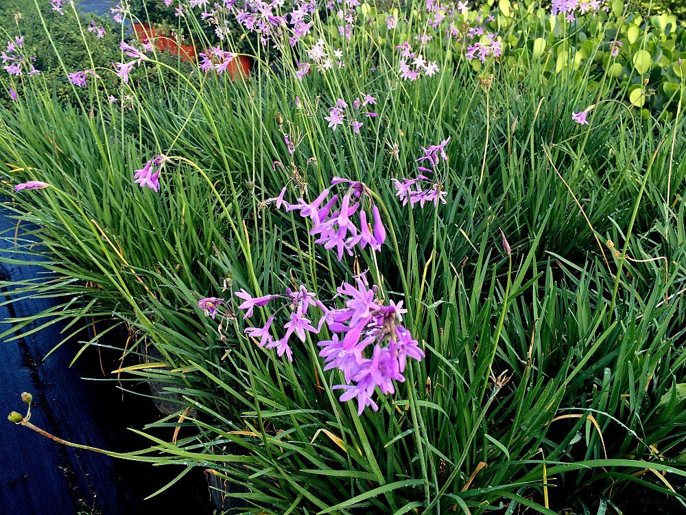 tulbaghia-violacea-society-garlic