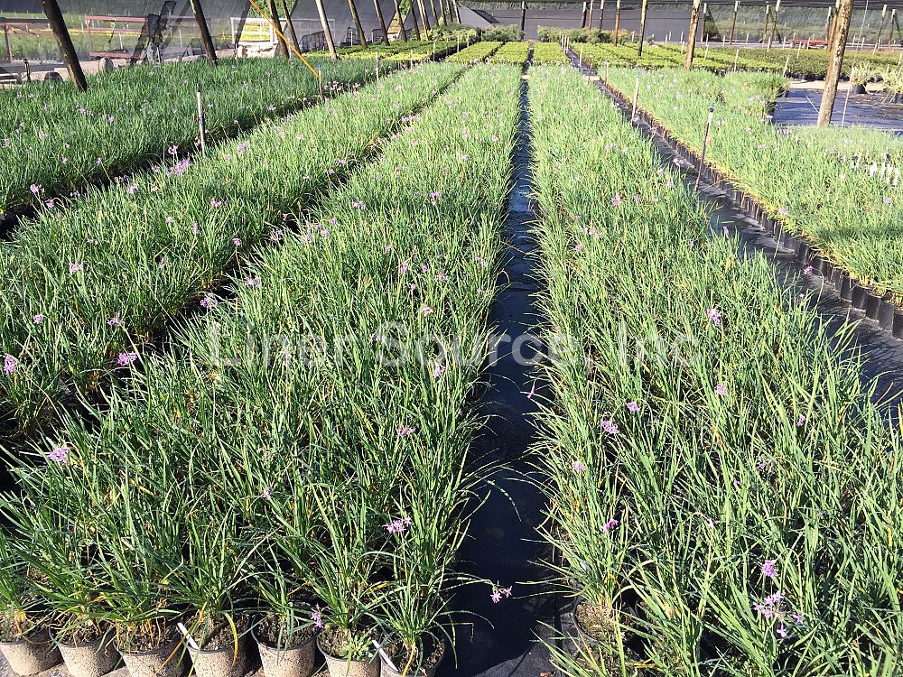 tulbaghia-violacea-society-garlic