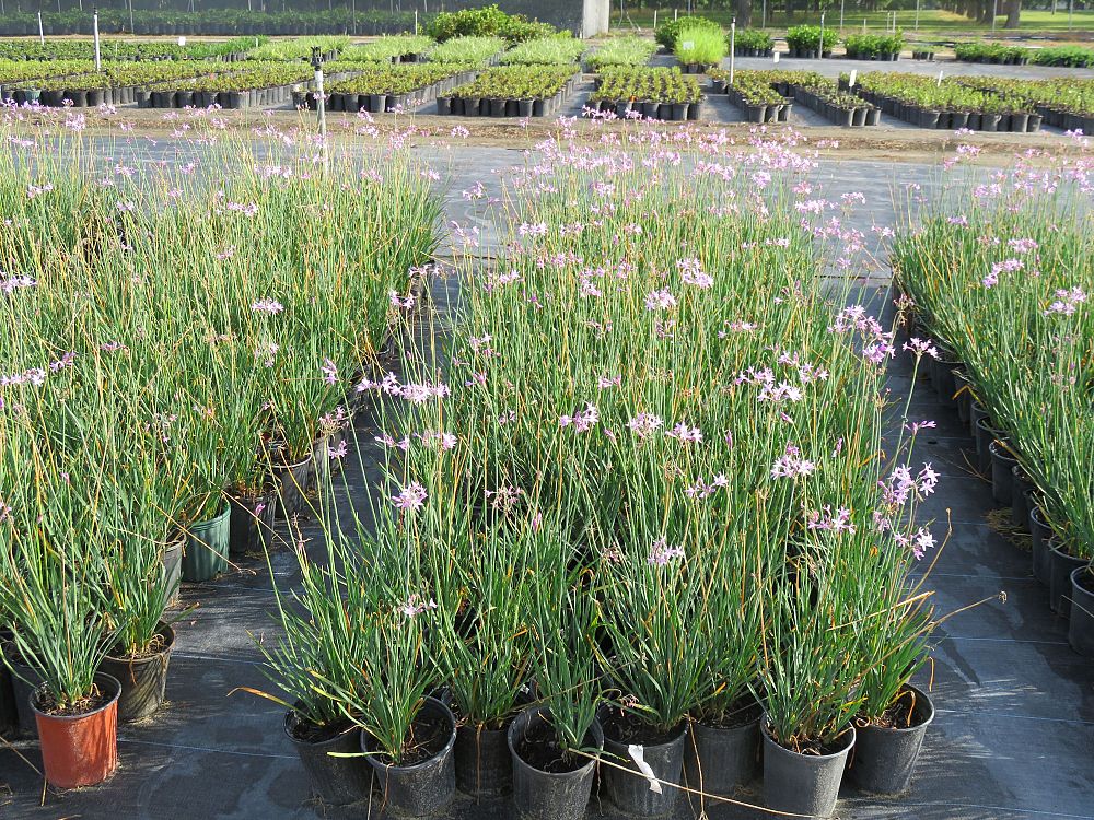 tulbaghia-violacea-society-garlic