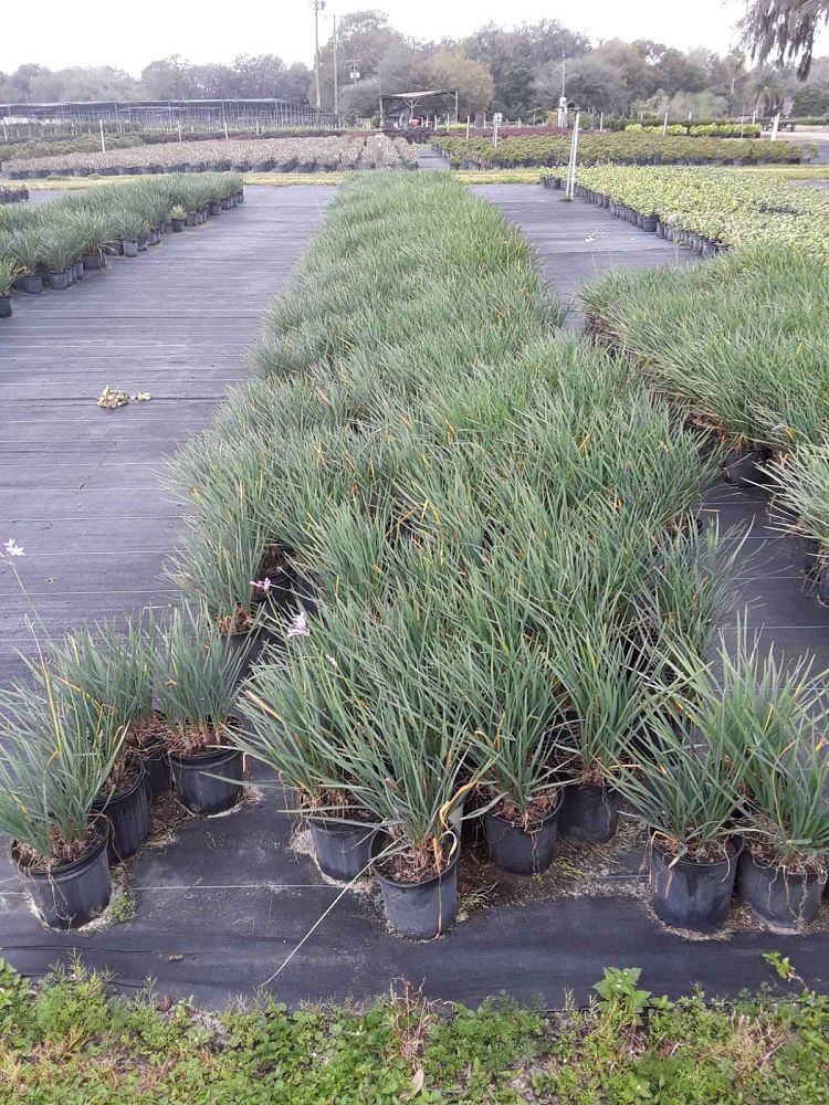 tulbaghia-violacea-society-garlic