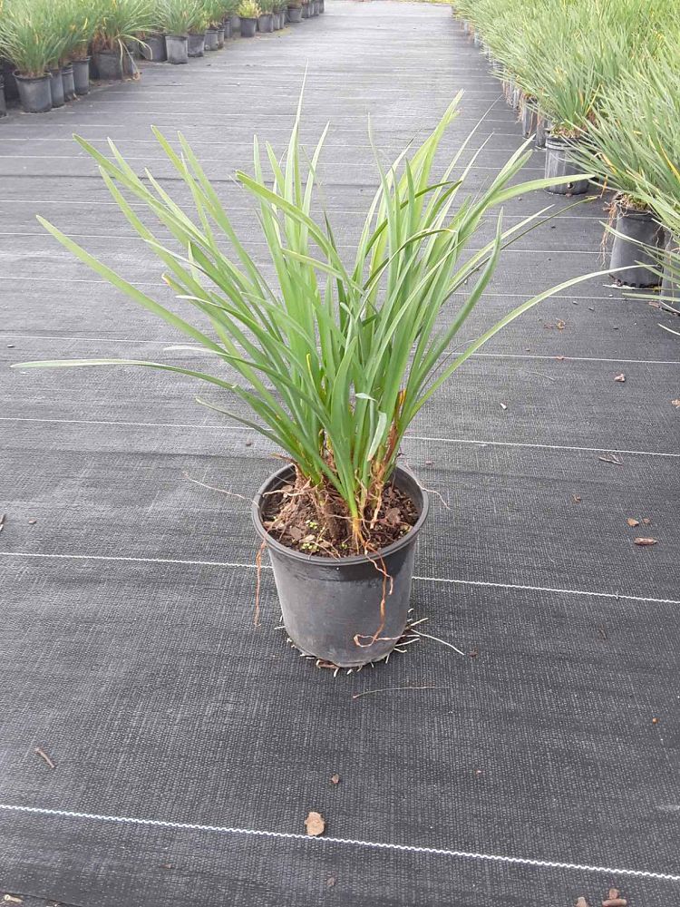 tulbaghia-violacea-society-garlic